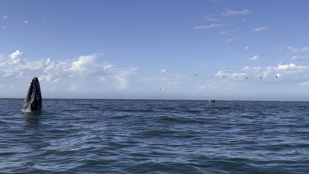 Gray whale breaching – Baja California Sur