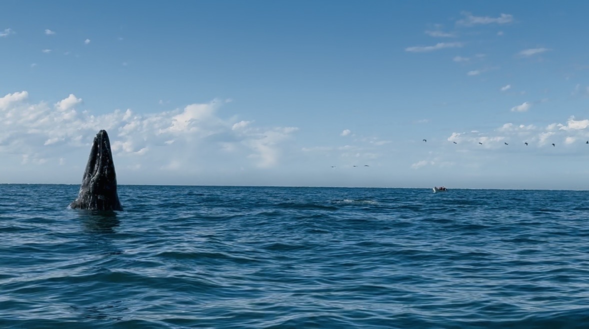 Magic Whale Encounters – Gray Whale, Baja California